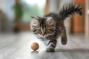 Maine Coon Kitten Enthusiastically Chasing a Rolling Ball Toy Fluffy Tail Swishing with Excitement in a  Background photo