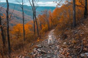 Dog Hiking on Mountain Trail with Autumn Foliage Background photo