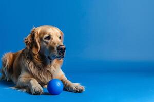 Dog playing with toy against cobalt blue background  and playful  background photo