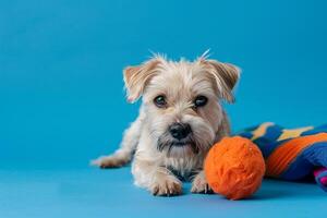 Dog playing with toy against cobalt blue background  and joyful background photo