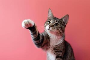 Joyful Cat Paw Background  Perfect for Pet Portraits photo