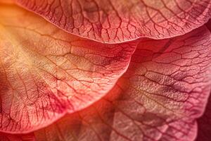 texture of a camellia petal with a   background photo