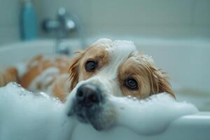 Dog Playing in Bathtub with Soapy Bubbles photo