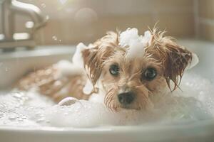 Dog Playing in Bathtub with Soapy Bubbles photo