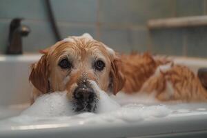 Dog Enjoying a Bath with Soapy Bubbles in a Tub photo