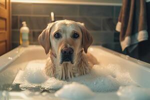 Dog Playing in Bathtub with Soapy Bubbles photo