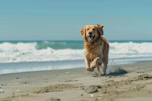 Dog Playing Fetch on a Sandy Beach with Crashing Waves for an Outdoor Adventure photo
