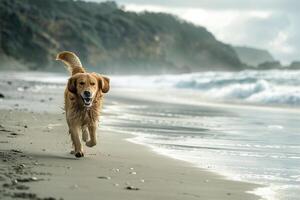 Dog Playing Fetch on a Sandy Beach with Crashing Waves for an Active Outdoor photo