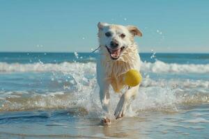 Dog Playing Fetch on a Sandy Beach with Waves Crashing in the Background photo
