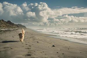 Dog Playing Fetch on a Sandy Beach with Crashing Waves for a Joyful Outdoor photo