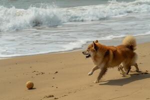 Energetic Dog Fetching Ball on Sandy Beach with Waves Crashing photo