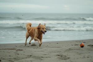 Dog Playing Fetch with Ball on Sandy Beach with Gentle Waves and   Horizon photo