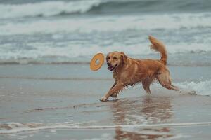 Dog Playing Fetch with Frisbee on Sandy Beach with Gentle Waves and   Horizon photo
