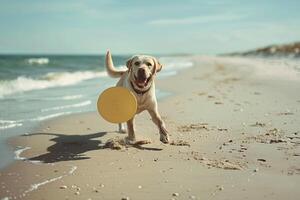 Dog Playing Frisbee on Sandy Beach with Gentle Waves Rolling In photo