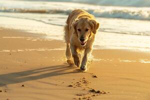 Dog Playing Fetch with Ball on Sandy Beach with Gentle Waves and Sunlit Background photo