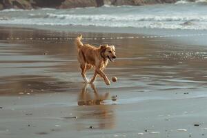 Dog Playing Fetch with Ball on Sandy Beach with Gentle Waves and Sunlit Horizon photo