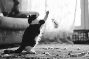 and White Cat Leaping to Catch Feather Teaser in Dynamic Indoor Background photo