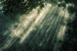 Enchanted Forest  with Sunlight Filtering Through Mist Under a Dense Canopy photo