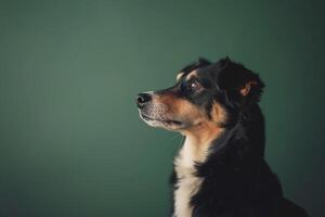 Dog Relaxing Attentively with a Rich Forest  Creating Peaceful Atmosphere photo