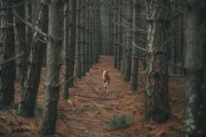 Dog Chasing Squirrels in a Lush Forest with Towering Pine Trees and Sunlight photo