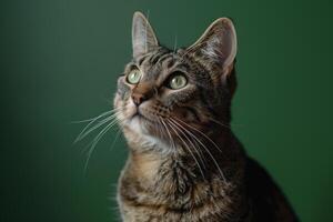 Cat Sitting AttentivelyDeep Forest photo