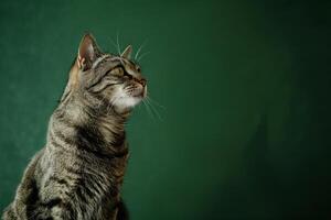 Cat Sitting Calmly with a Forest  in a Serene photo