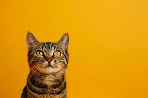 Cats with   Background for B and Fun graphy photo