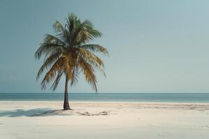 Island Beach with Palm Tree and Shadow in a Serene photo