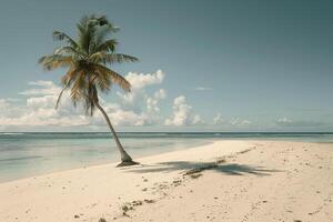 Tropical Island Beach with Palm Tree Casting a Shadow in Quiet photo