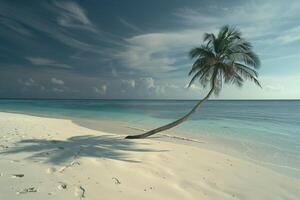 Island Beach with Lone Palm Tree Casting Shadow in Peaceful photo