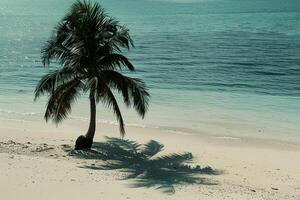 Secluded Island Beach with a Single Palm Tree and Shadow photo
