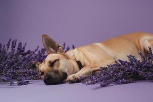 Dog resting on a lavender background enjoying a peaceful and comfortable photo