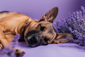 Comfortable dog resting on a lavender background with a calm and serene ambiance photo