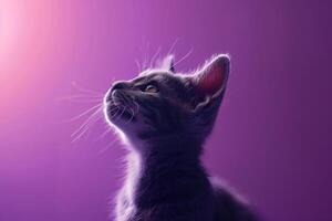 Cat Sitting Gracefully Against Lilac  Background  Pose photo
