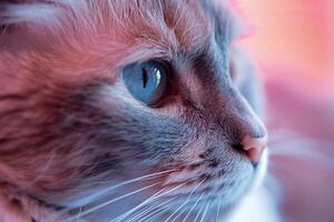 Cat with  Pink Background Adorable Pose photo