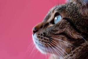 Cat with  Pink Background Playful and Graceful photo