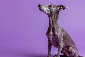 Dog sitting gracefully with a serene expressionmauve  background reflecting elegance and calm photo