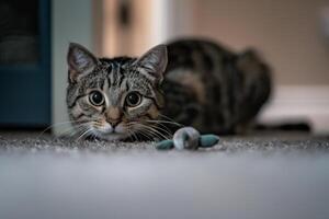 Gray tabby cat concealing itself while pouncing on a toy mouse background photo
