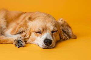 Dog Lounging on a Mustard Background Enjoying a Quiet and Relaxed Atmosphere photo