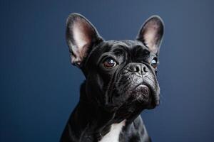 Dog with a Confused Expression Against a Navy Background Capturing a Moment of Curiosity photo