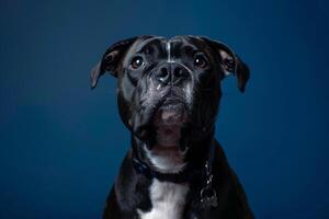 Dog with a Perplexed Expression on a Navy Background Ideal for Showcasing Canine Emotions photo