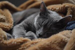 Gray Cat Lounging Comfortably on  Blanket   Enjoying a Nap in Peaceful photo