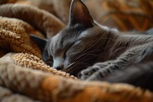 Gray Cat Lounging on  Blanket   Enjoying a Nap in Comfortable photo