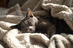 Gray Cat Relaxing on  Blanket   Enjoying a Peaceful Nap in Cozy photo