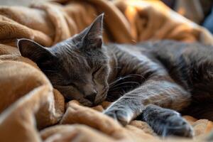 Gray Cat Enjoying Nap on  Blanket   Relaxed and Comfortable Home photo