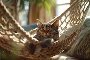 Tabby Cat Relaxing in a Hammock Under the Sun Enjoying a Peaceful and Comfortable Nap photo