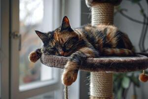 Tortoiseshell Cat Enjoying Playtime Batting at a Dangling Toy from a Comfortable Perch photo