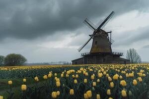 Windmill Overlooking Tulip Fields in Dutch Countryside photo