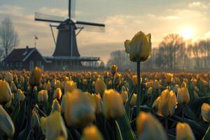 Traditional Windmill in Tulip Fields in Dutch Countryside photo