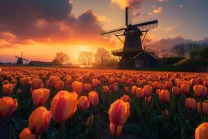 Traditional Windmill Over Tulip Fields in Dutch Countryside photo